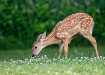 台灣儼然成為動物煉獄！前產發處長為求標案虐殺83隻梅花鹿