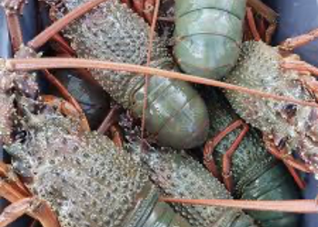 張飛打岳飛  綠營新生代猶如盲劍客