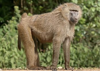 一隻狒狒之死，憶起馬祖梅花鹿集體遭虐殺慘案