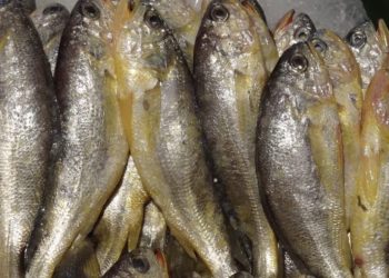 馬祖黄魚吃的安心嗎？