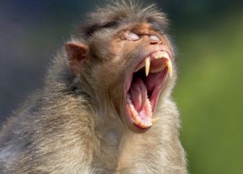 柯P別放任貴黨立委候選人潑猴罵街