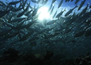 馬祖漁業已經沉底了