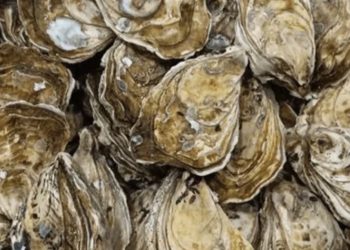 證明馬祖生蠔淡菜食安疑雲，有如此難度嗎？