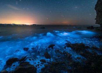 藍眼淚有可能是馬祖生態的浩劫