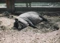 馬祖北竿驚見漂流死豬!連江縣需啟動非洲豬瘟最高防疫機制