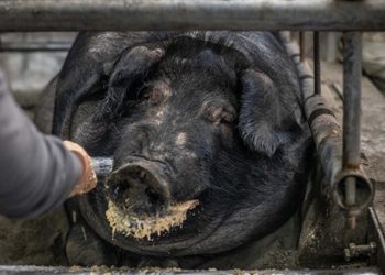 面對非洲豬瘟,馬祖更需嚴𧫴以對